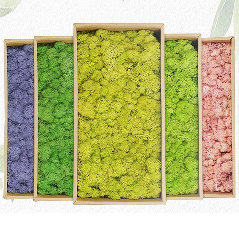 Sphagnum Moss Dry - Plantas Verdes Artificiais Vida Eterna Musgo