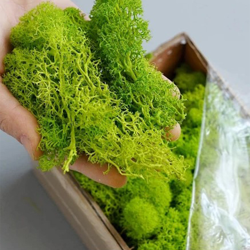 20g artificial verde musgo pla - Sphagnum Moss Dry avaliação e preço